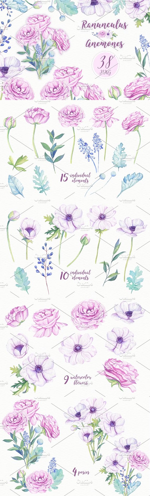 Ranunculus & Anemones Flowers - 1249117