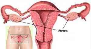Строение и функция яичников у женщин