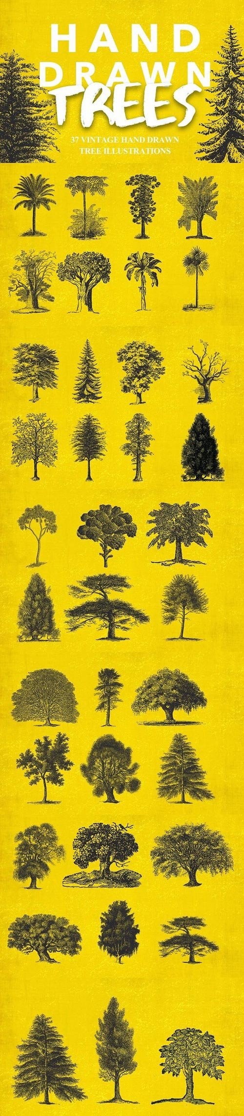 37 Vintage Tree Illustrations 1482071