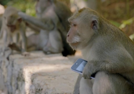 В крымском отеле обезьяна подтибрила у туриста телефон [видео]