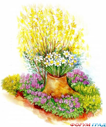 Солнечный кустарник весеннего сада: звонкое соло форзиции в цветниках