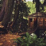 Дом на дереве — фото, идеи, примеры