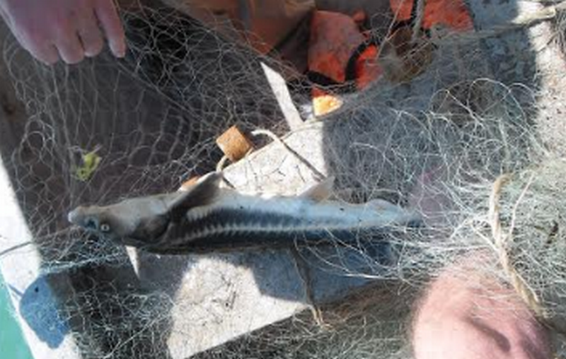 Крымские пограничники выпустили из рыбацких сетей дельфина [фото, видео]