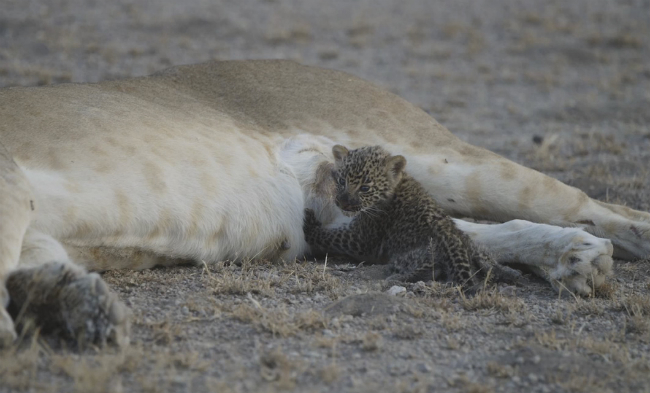 В Танзании львица стала беспокоиться о детеныше леопарда: фото