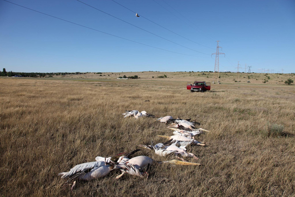 На Николаевщине из-за проводов ЛЭП погибла косяк пеликанов(фото)