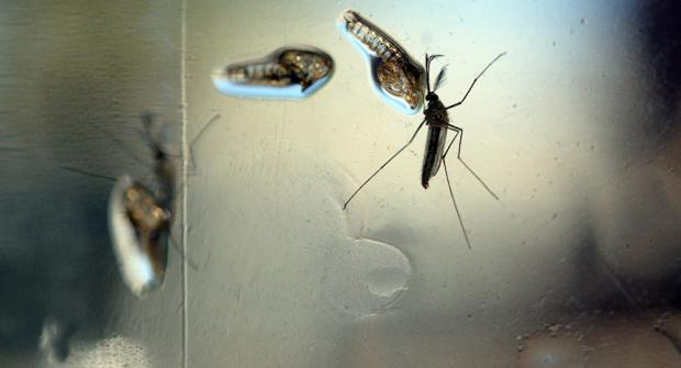 Милан переживает нашествие комаров