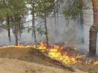 В Одесской области вспыхнул лесной пожар