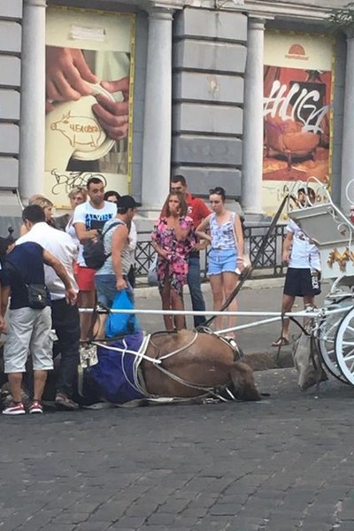 В фокусе Одессы не вынесла жары конь, возившая в карете туристов(фото)