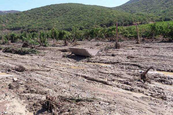 В аннексированном Крыму селевым потоком изничтожены 80 га виноградников "Массандры"(фото)