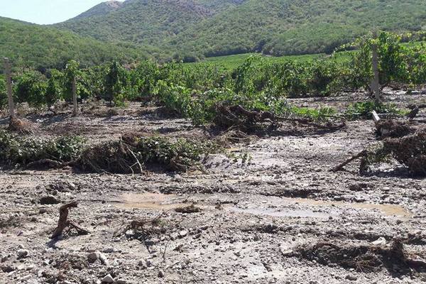 В аннексированном Крыму селевым потоком изничтожены 80 га виноградников "Массандры"(фото)