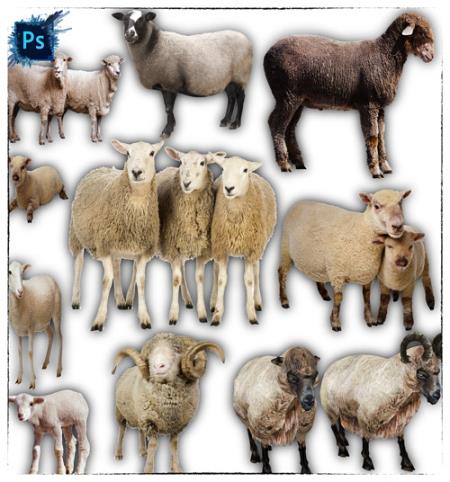 Клип-арты для фотошопа - Овцы