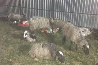 На Виннитчине продолжают помирать овцы, закрытые на две недельки в фуре под Одессой без воды и пищи