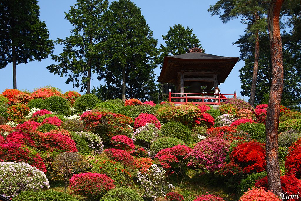 Восторг «проснувшейся»; земли на весеннем фестивале азалий в японии