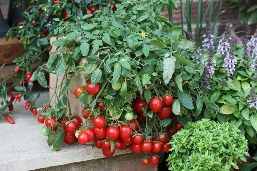 Выращиваем овощи на балконе: советы по обустройству домашнего огорода