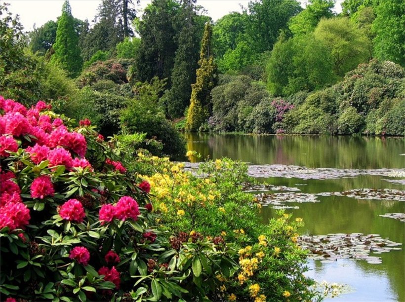 Мощные деревья, цветущие кустарники и лебединое озеро: sheffield park в великобритании